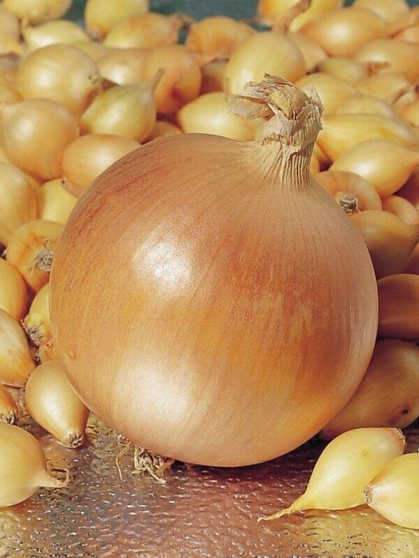 Озима цибуля саджанка Стур 10-21мм 1 кг Голандія Броєр, фото 1