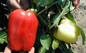 Насіння перцю Микита F1 (Clause) 50 г — ранній (70 днів), кубоподібний, червоний, солодкий, фото 3