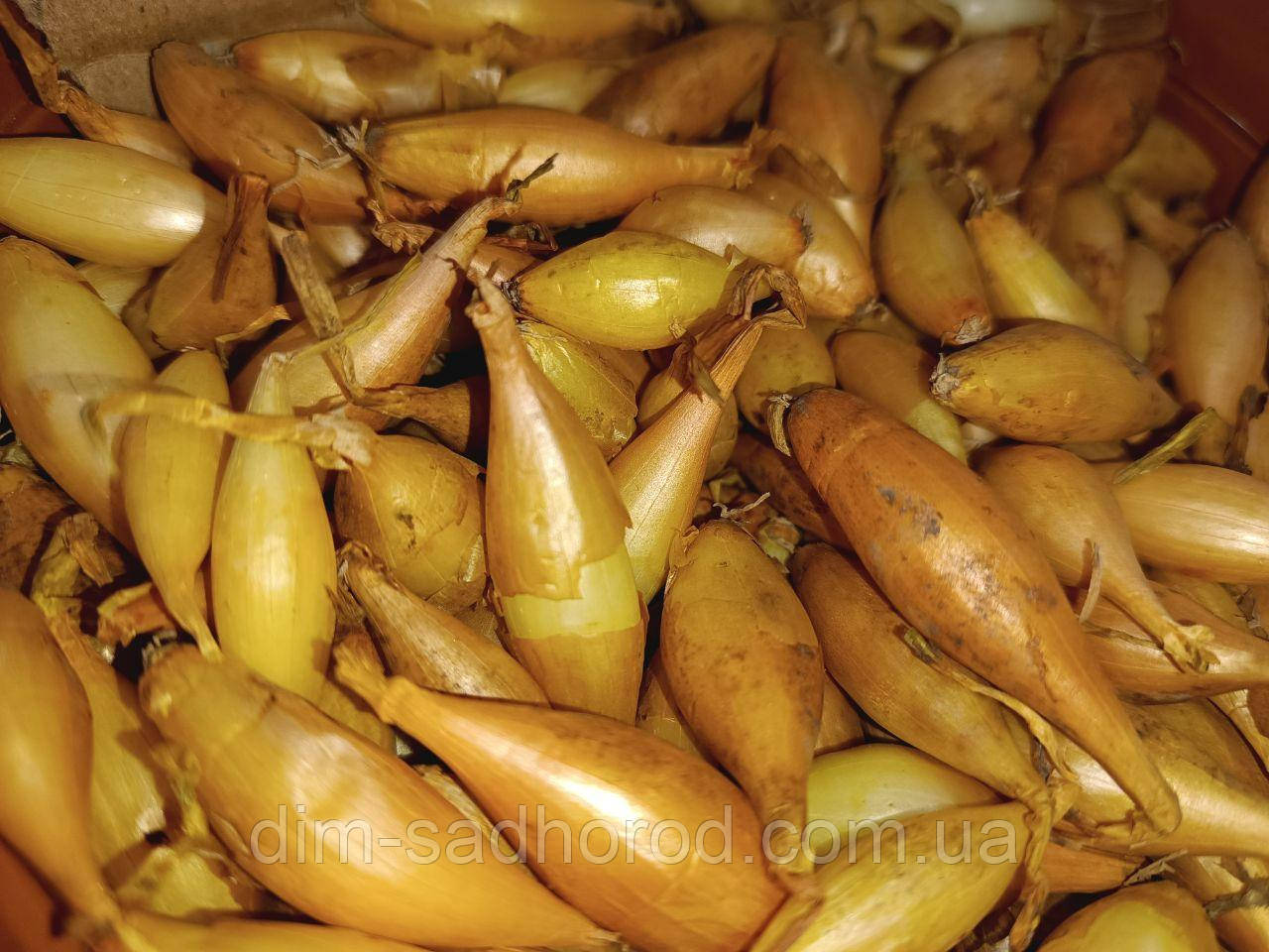 Цибуля Вольф   1кг, фото 1