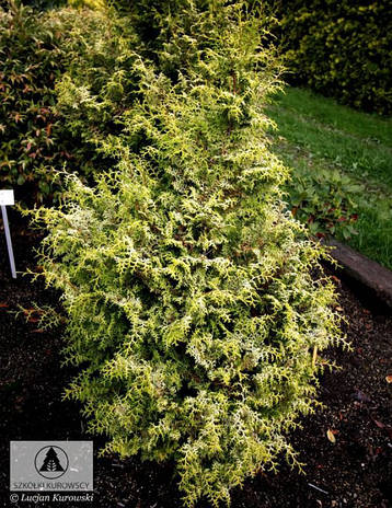 Кипарисовик тупий Melody 2 річний, Кипарисовик тупой Мелоди, Chamaecyparis obtusa Melody, фото 3