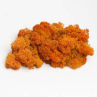 Стабілізований мох скандинавський ягель помаранчевий 1 кг