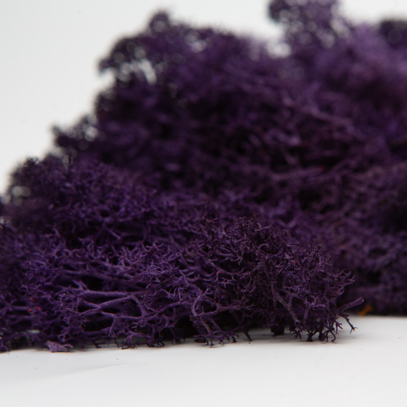 Стабілізований мох ягель скандинавський фіолетовий 4 кг