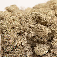 Стабілізований мох ягель скандинавський білий 1 кг