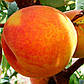 Персик Саммер Гло Ловель (середньостиглий), фото 2