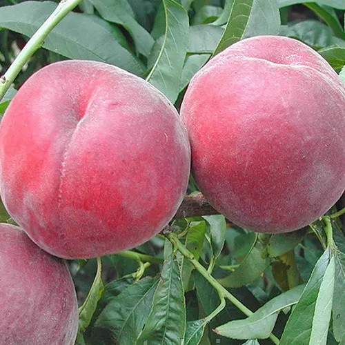 Персик Роял Тайм (середньостиглий), фото 1