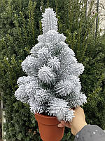 Ялинка 50 см лита в горщику засніжена HVOYA