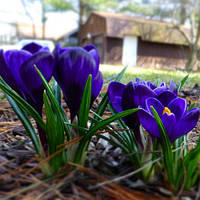 Крокус Negro boy великоквітковий