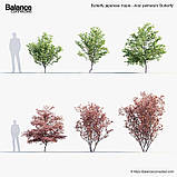 Клен японський Butterfly (Метелик) н-35-40 гір с3, фото 3