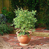 Клен японський Butterfly (Метелик) н-35-40 гір с3, фото 8