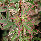 Клен японський Butterfly (Метелик) н-35-40 гір с3, фото 4