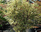 Клен японський Butterfly (Метелик) н-35-40 гір с3, фото 9