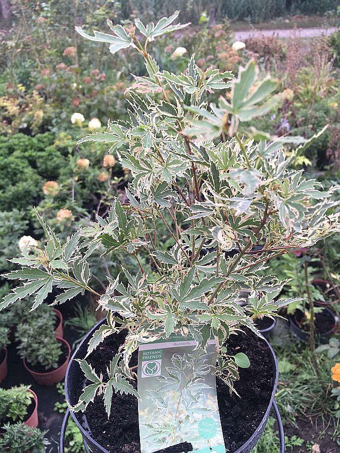 Клен японський Butterfly (Метелик) н-35-40 гір с3, фото 1