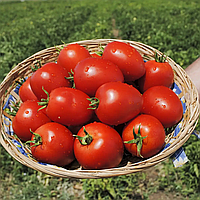 Насіння томату Наміб (Namib) F1, 1000 шт. сливоподібного, кущового, Сингента