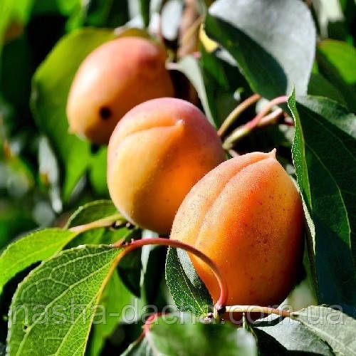Абрикос Харостар (середньостиглий)