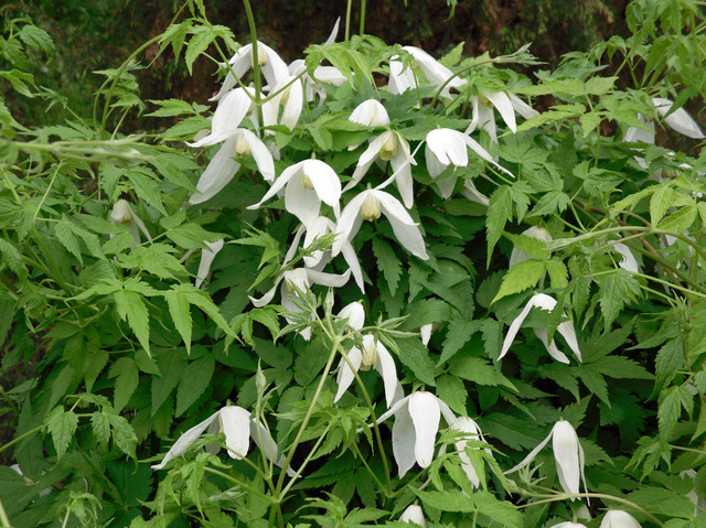 Княжик Княжик