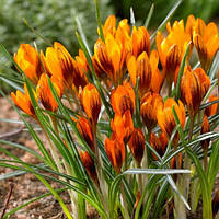 Крокус Orange Monarch ботанічний