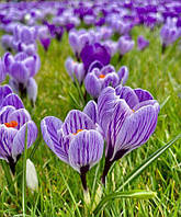 Крокус Pickwick великоквітковий