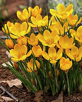 Крокус Yellow великоквітковий