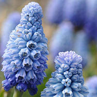 Мускарі Azureum блакитний