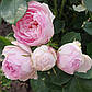 Фрегранс оф Фрегрансіс (Fragrance of Fragrances), фото 3