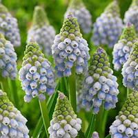 Мускарі Ocean Magic