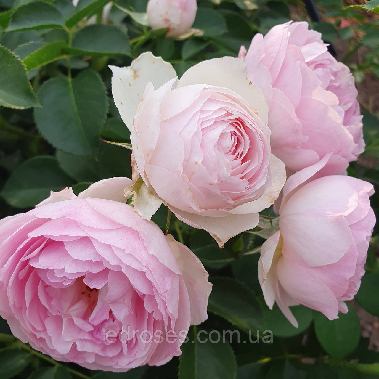 Фрегранс оф Фрегрансіс (Fragrance of Fragrances), фото 1