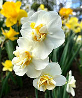 Нарцис Chefulness багатоквітковий