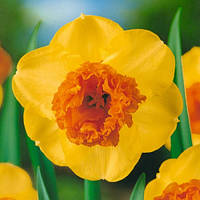 Нарцис Modern Art корончатий махровий