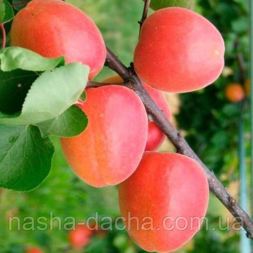 Абрикос Світ Ред (ранній)