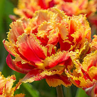 Тюльпан Gold Dust махровий оторочений