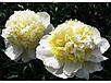 Півонія "Сонячний день" (Скакодуб 2011), фото 3