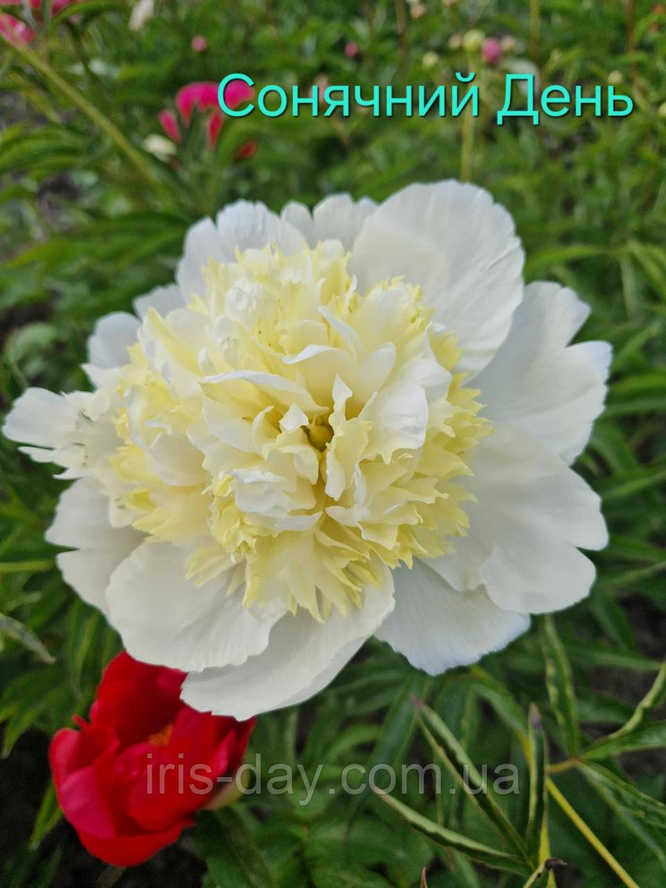Півонія "Сонячний день" (Скакодуб 2011), фото 1
