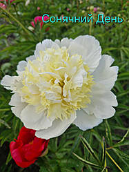 Півонія "Сонячний день" (Скакодуб 2011)