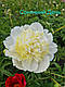 Півонія "Сонячний день" (Скакодуб 2011), фото 2