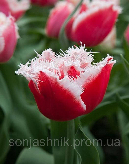 Тюльпан New Santa махровий бахромчатий 10/11