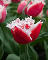 Тюльпан New Santa махровий бахромчатий 10/11