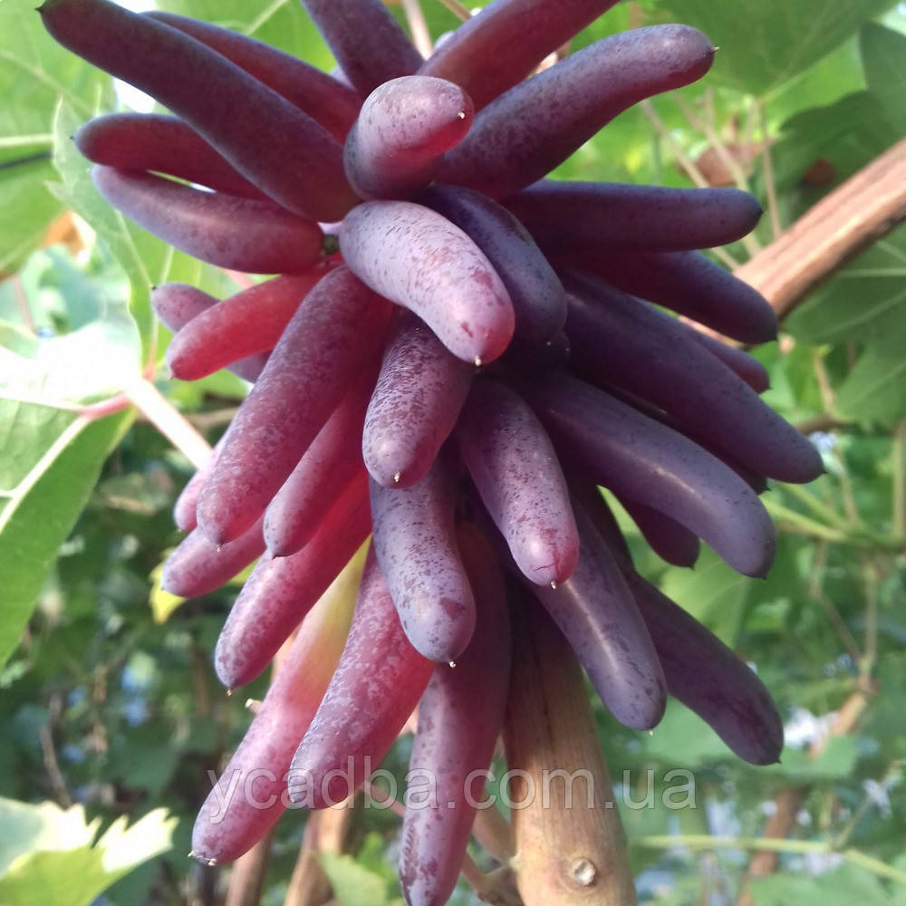 Виноград кишмиш Відьомини Пальці, Хелловін (середній), фото 1