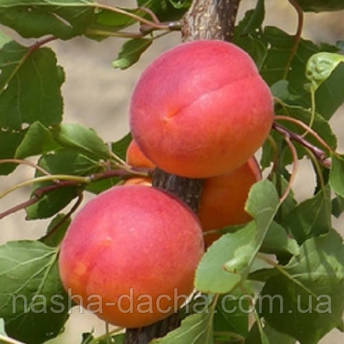 Абрикос Самурай (ранній)