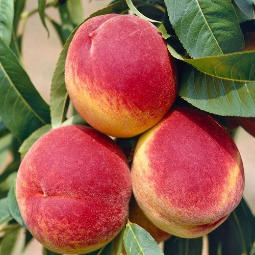 Персик Санкрест (середньо-пізній), фото 1