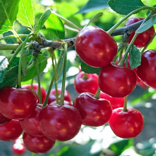 Вишня Рання-2 (рання), фото 1