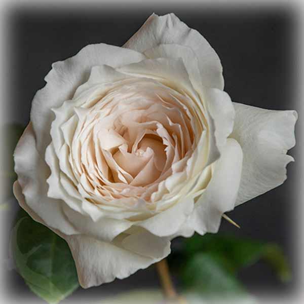 Троянда штамбова японська Принцеса Міюкі (Princess Miyuki), фото 1