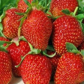 Полуниця Кабрілл Ремонтантний сорто (10шт)