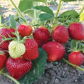 Полуниця Альбіон (ремонтантна) 10шт