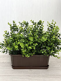 Декоративний самшит. Кущ самшита для озеленення ( 43 см)