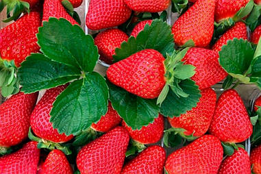 Полуниця ремонтантна (великоплідна) Світ Мері , 10шт