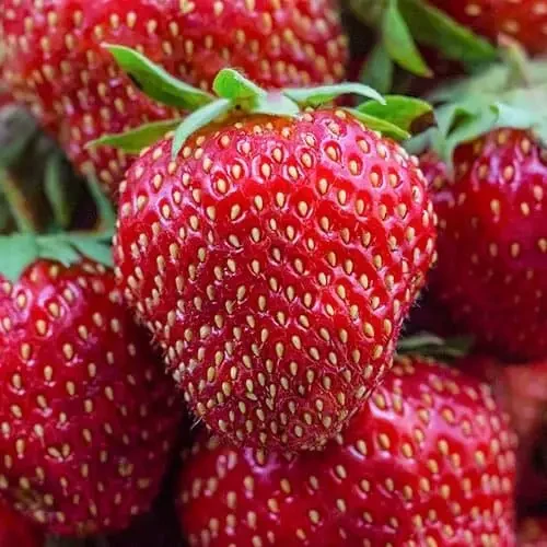 Полуниця Діамант ремонтантна(10)шт