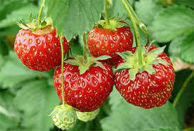 Полуниця "Єлизавета 2" (Ремонтантна) 10шт