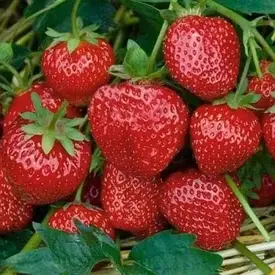 Полуниця СІЛЬВА ремонтантна (10)шт