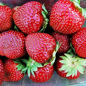 Сорт полуниці "Анія" ремонтантна,10шт