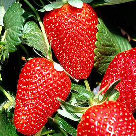 Полуниця San Andreas ремонтантна 10шт